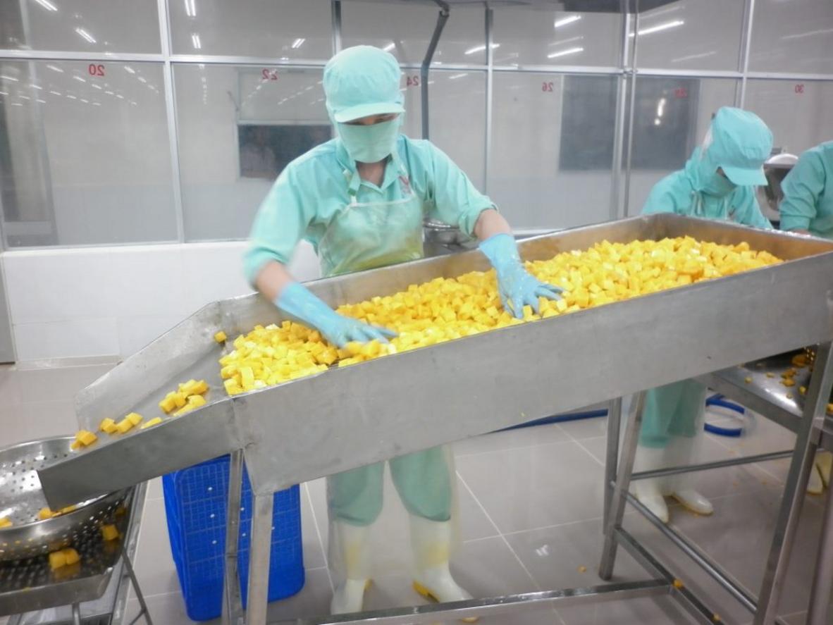 Infographic phân loại các dòng máy chế biến rau củ theo chức năng và công suất.